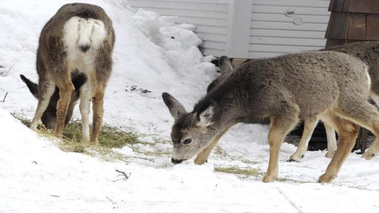 How To Feed Backyard Deer Throughout The Year