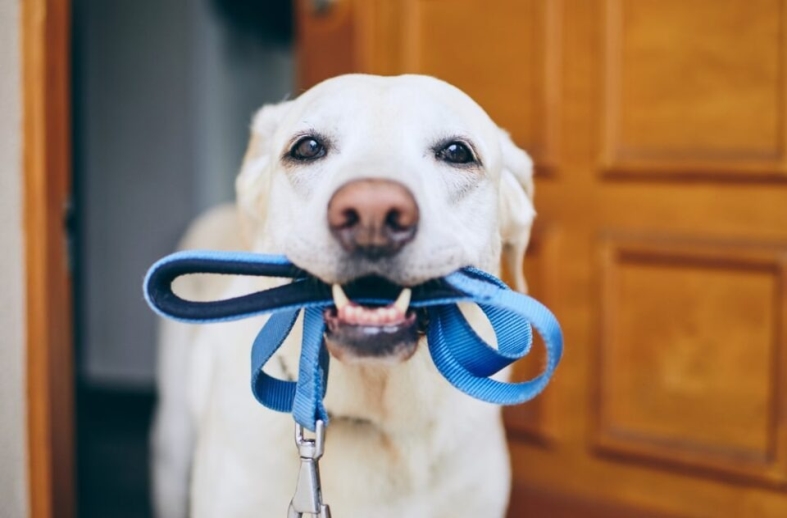 Ultimate Dog Leash And Collar Guide: Finding The Perfect Fit For Every Size Dogs