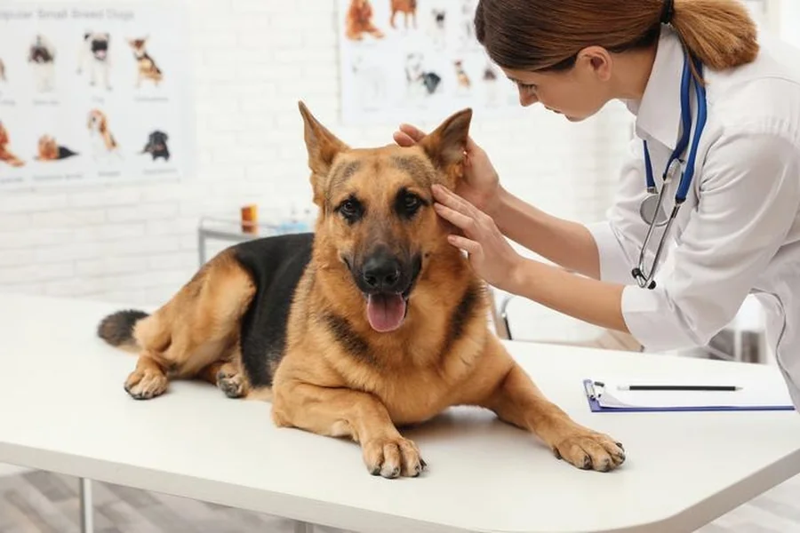 How To Choose The Right General Veterinarian For Your Pet General Veterinarian