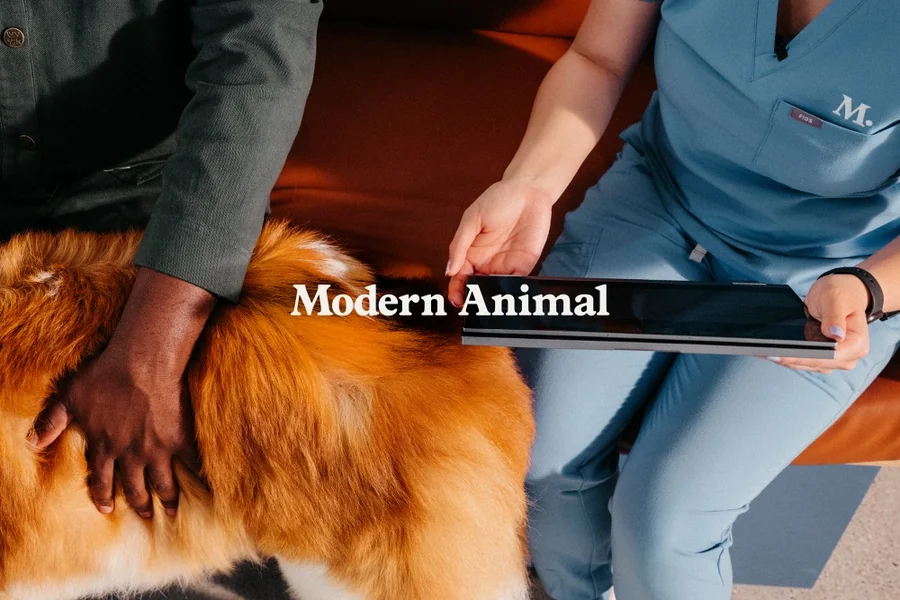 4 Common Services Offered By Modern Animal Clinics 4 Common Services Offered By Modern Animal Clinics