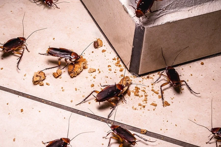 How to Keep Pests Out of Your Home Without Chemicals (10 Ways) Chemicals